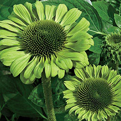 Green Jewel Coneflower