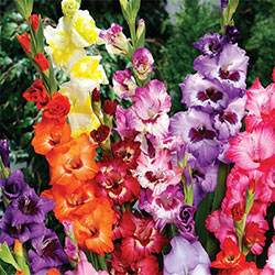 Two-Toned Gladiolus Mixture