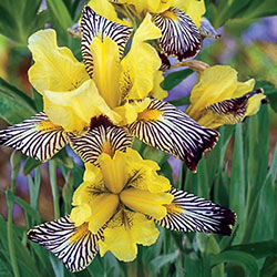 Golden Zebra Iris