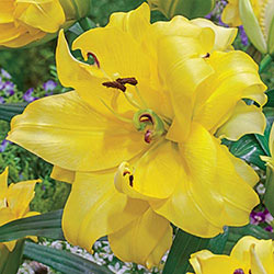 Exotic Sun Double Flowered Lily Tree
