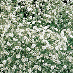 White Babys Breath | BrecksBulbs.ca