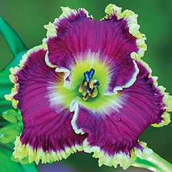 Mulberry Freeze Reblooming Daylily