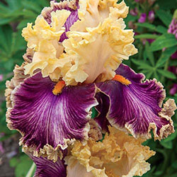 Decadence Tall Bearded Iris