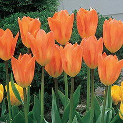 Orange Emperor Tulip