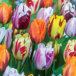 Flaming Beauties Tulip Mixture