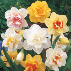 Double Daffodil Mixture