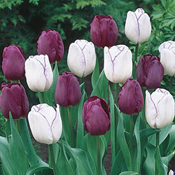 Purple Majesty Tulip Duet