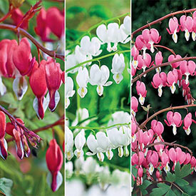 Old-Fashioned Bleeding Heart Collection