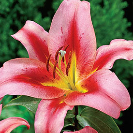 Olympic Torch Lily Tree®