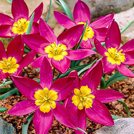 Odalisque Tulip
