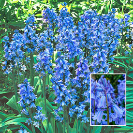 Spanish Bluebells