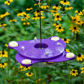 Purple Butterfly Feeder