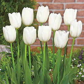 Hakuun Tulip