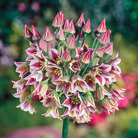 Sicilian Honey Lily