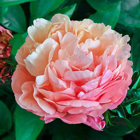 Pink Hawaiian Coral Peony