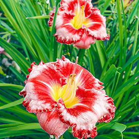 Parrot Tattoo Reblooming Daylily