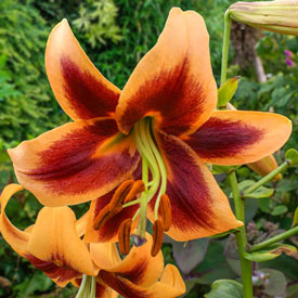 Red Morning Lily Tree