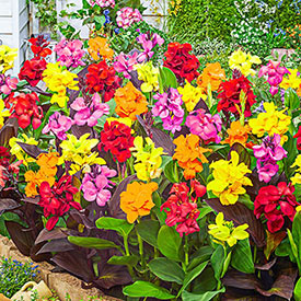 Dwarf Canna Mixture