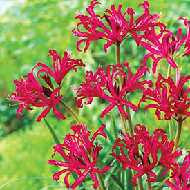 Red Japanese Spider Lily