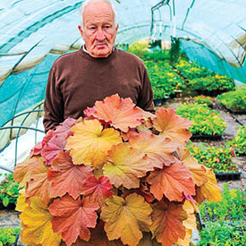 Mega Caramel Heuchera