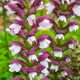 Morning Candle Acanthus