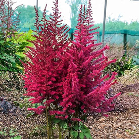 Strawberry Cake Astilbe