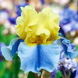 Easter Candy Tall Bearded Iris
