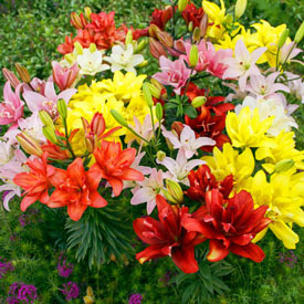 Pollen Free Double Asiatic Lily Mixture