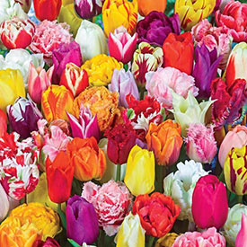 2 Months of Spring Carnival™ Tulip Mixture