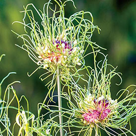 Hair Allium