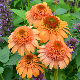 Supreme Cantaloupe Coneflower