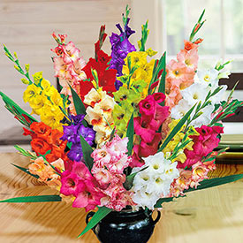 Deluxe Gladiolus Mixture Super Sak®