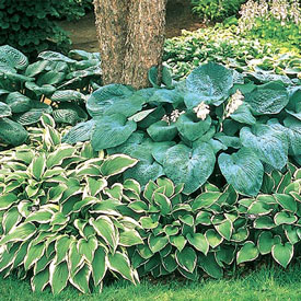 Hosta Mixture Super Sak®