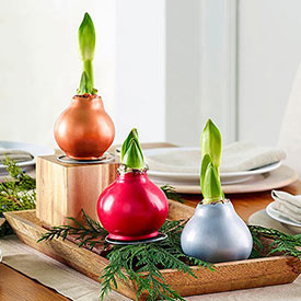 Waxed Amaryllis