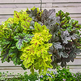 Trailing Tapestry™ Heucherella Collection