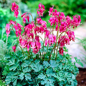 King of Hearts  Reblooming Dicentra