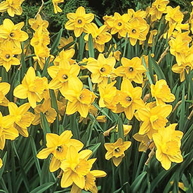 Carlton Daffodil