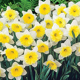 Ice Follies Daffodil