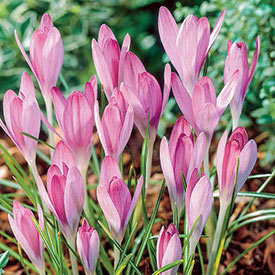 Pink Snow Crocus