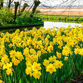 3 Months Of Yellow Daffodils