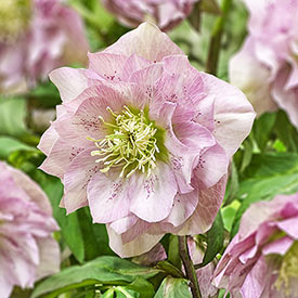 Pink Frost Double Hellebore