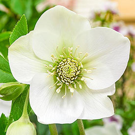 Great White Hellebore