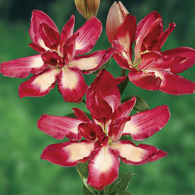 Double Sensation Lily