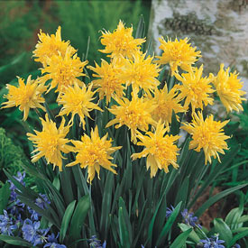 Rip van Winkle Daffodil