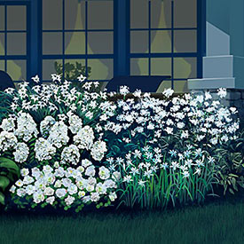 5-Plant Mini Moonlight Garden Collection