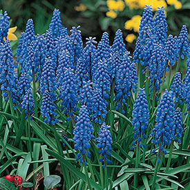 Blue Grape Hyacinth Super Sak®