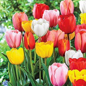 Perennial Tulip Mixture Super Sak®