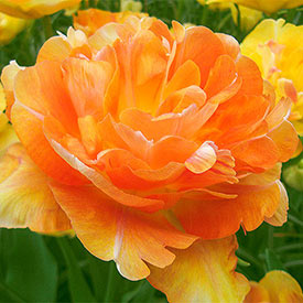 Charming Beauty Tulip