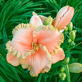 Enchanted Forest Reblooming Daylily