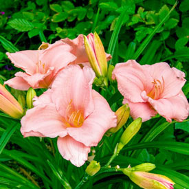 On and On Reblooming Daylily
